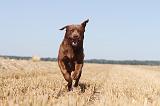 LABRADOR 010